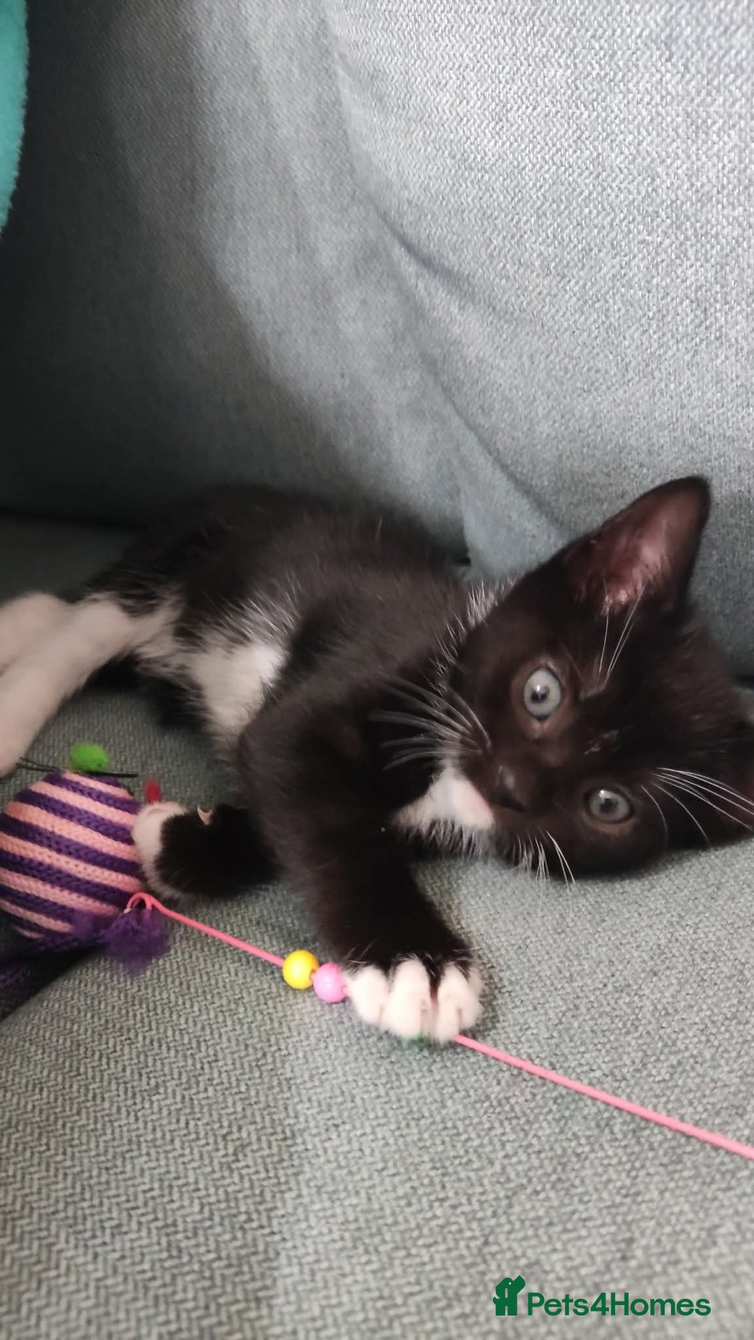 Mixed Breed cats for sale: Adorable kittens  - Image 9