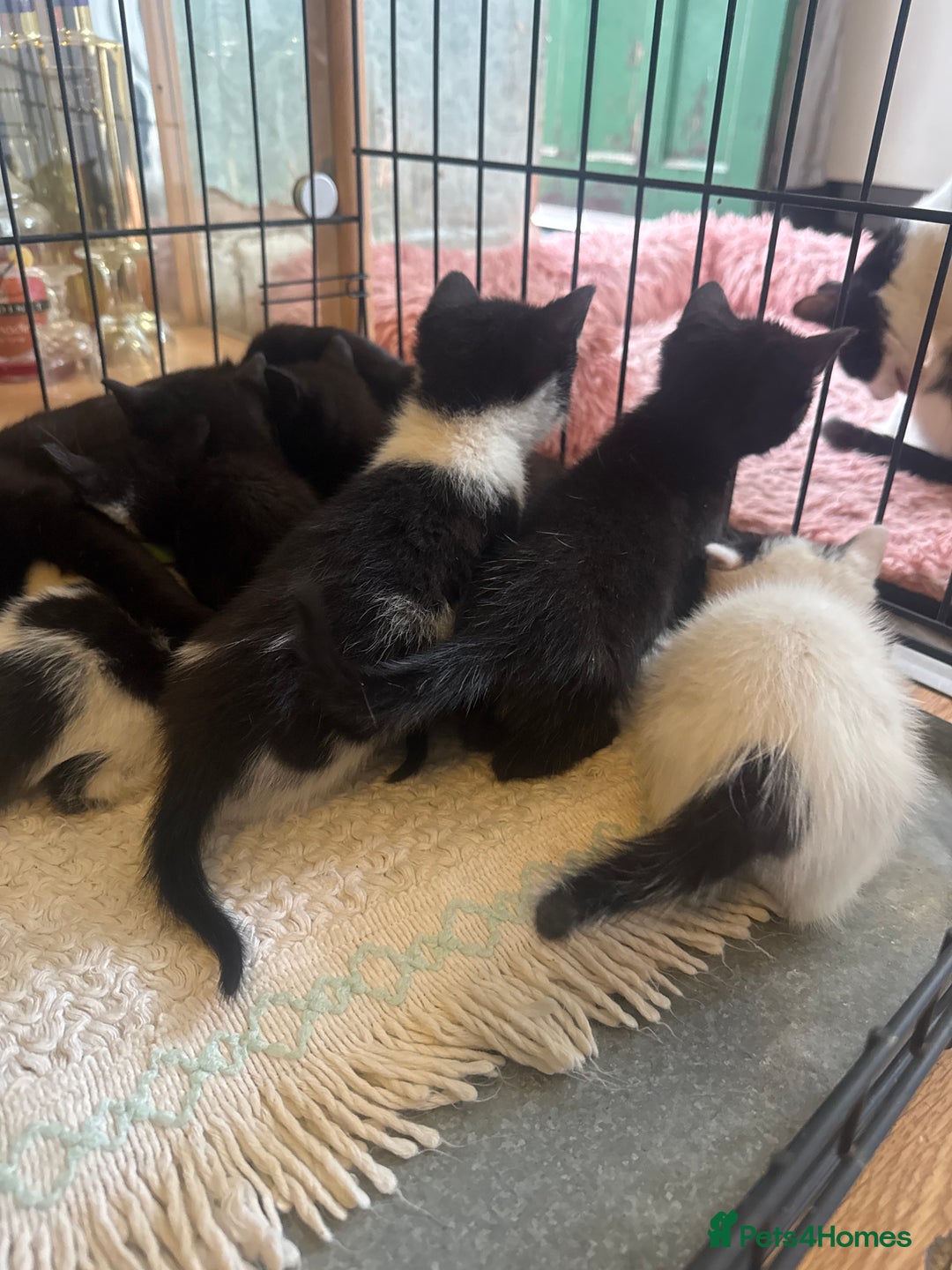 American Shorthair cats for sale: Cute little kitties  - Image 3