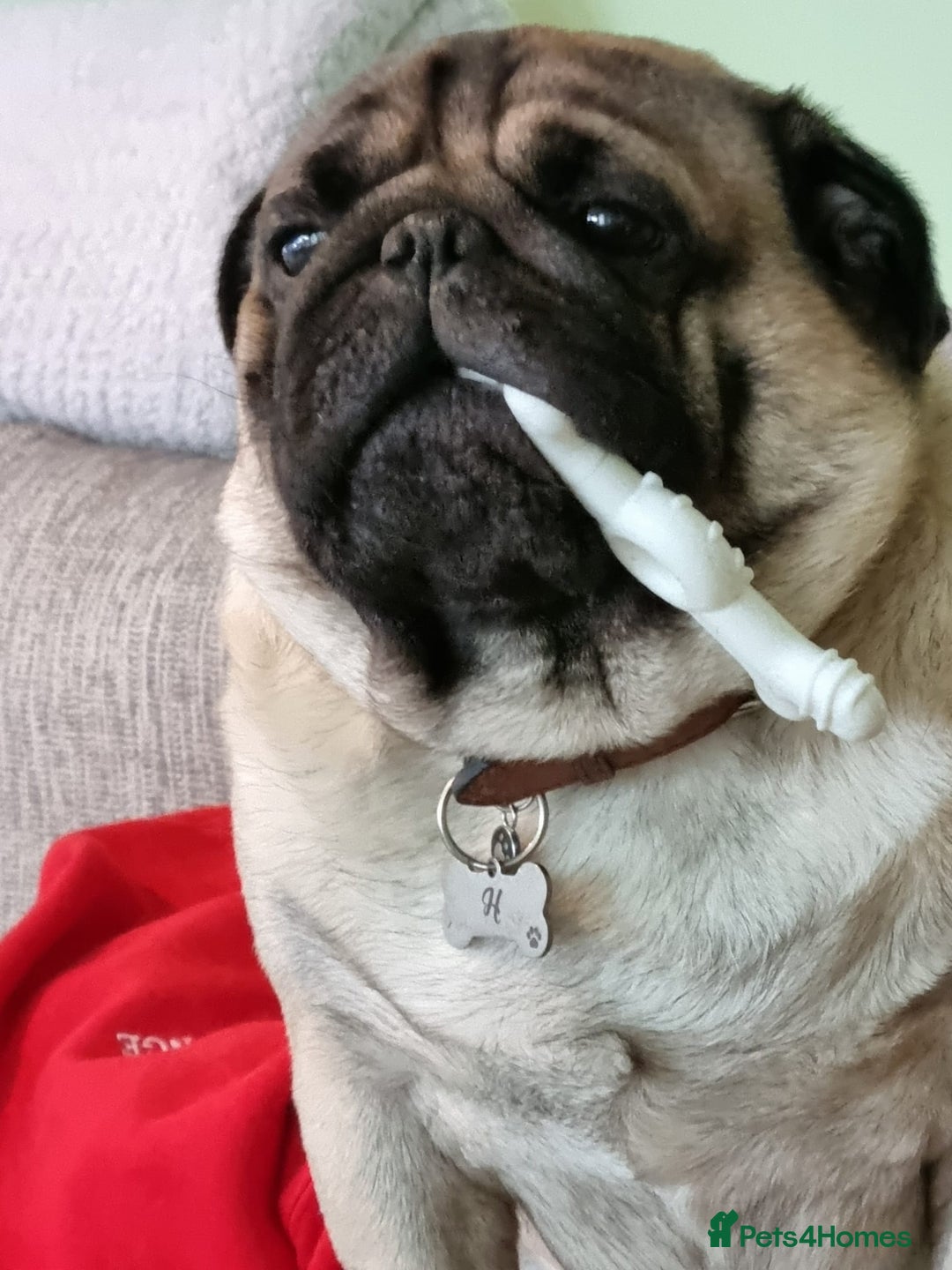 Pug dogs for sale: Beautiful male pug 💙🩵 - Advert 4