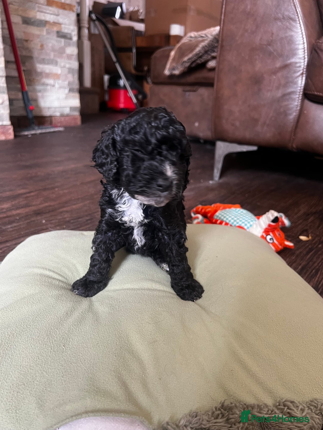 Cockapoo dogs for sale: Reduced!!! Last 2 ready now, F1B Cockapoos in Whitley Bay - Image 10