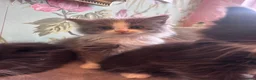 Ragdoll cats for sale: Ragdollxbsh kittens  - Advert 12