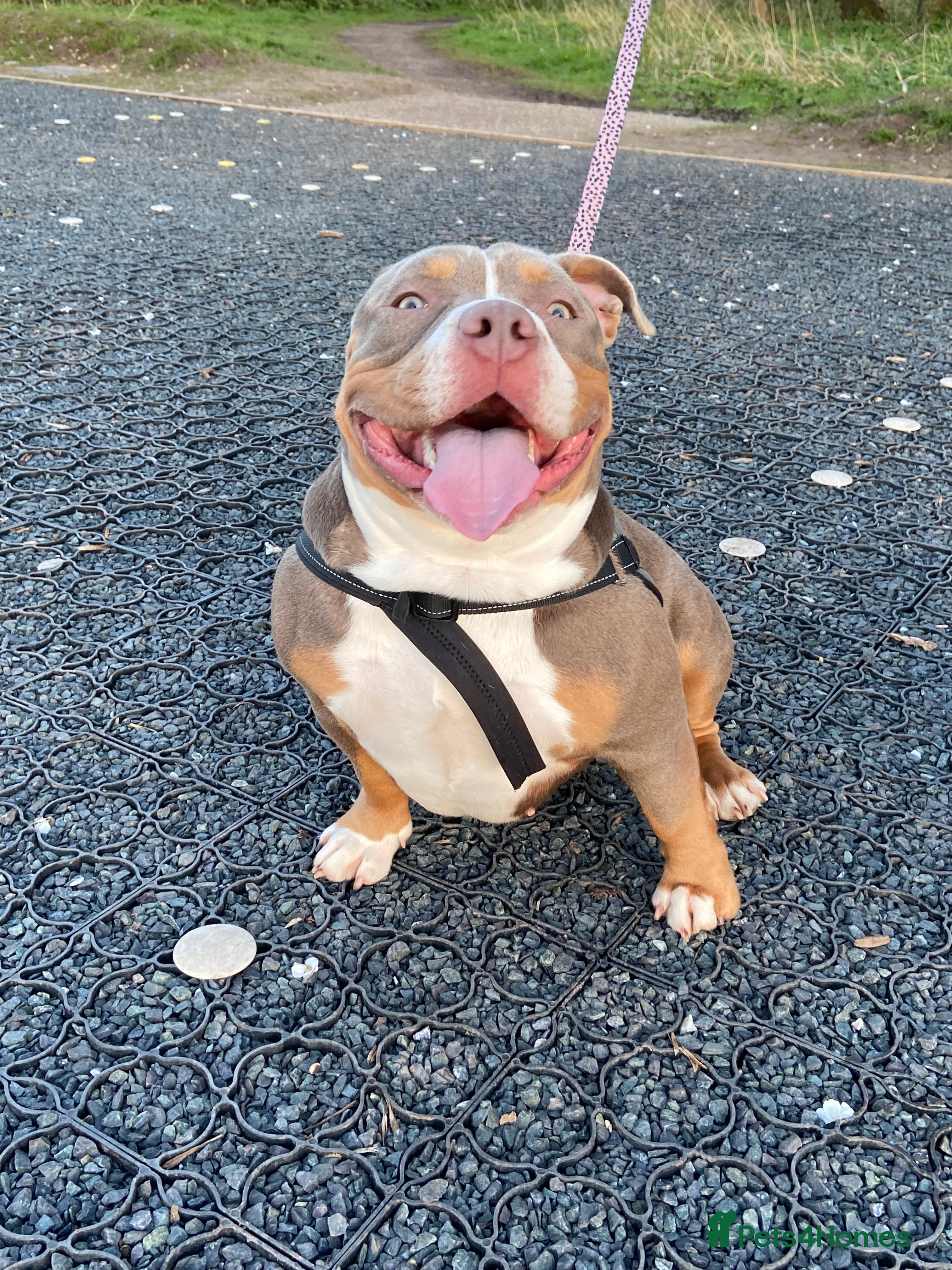 American Bully dogs Storm - American Pocket Bully  - Advert 2