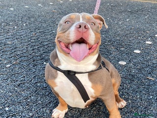 American Bully dogs Storm - American Pocket Bully - Advert 7