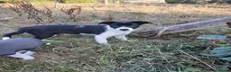 Border Collie dogs for sale: **Border Collie Pups for Sale** - Advert 6