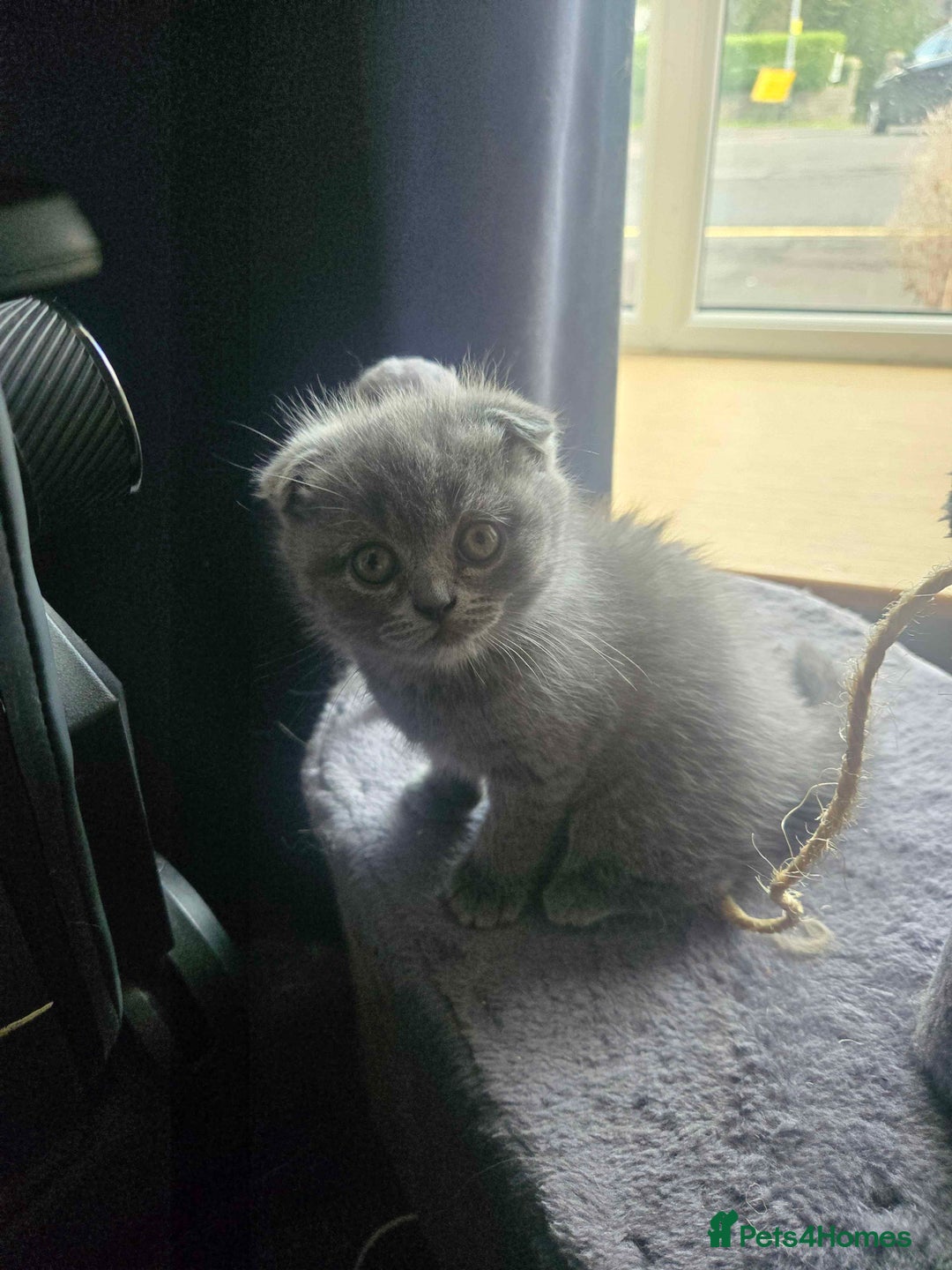 British Shorthair cats for sale: 3 British Blue / Scottish Fold kittens - Image 13