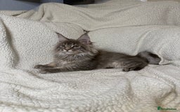 Maine Coon cats for sale: Stunning Maine Coon kittens - Image 4