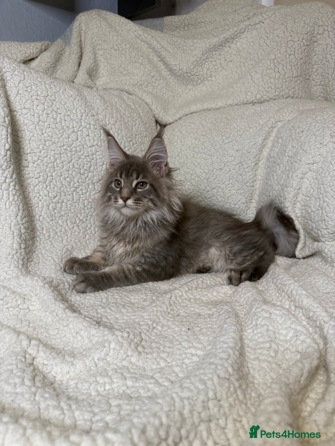 Maine Coon cats for sale: Stunning Maine Coon kittens - Image 4