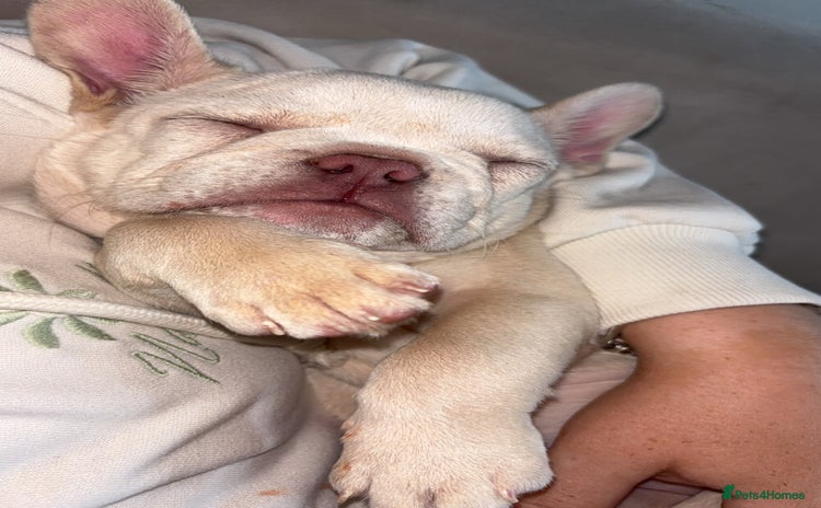 French Bulldog dogs - Advert 9