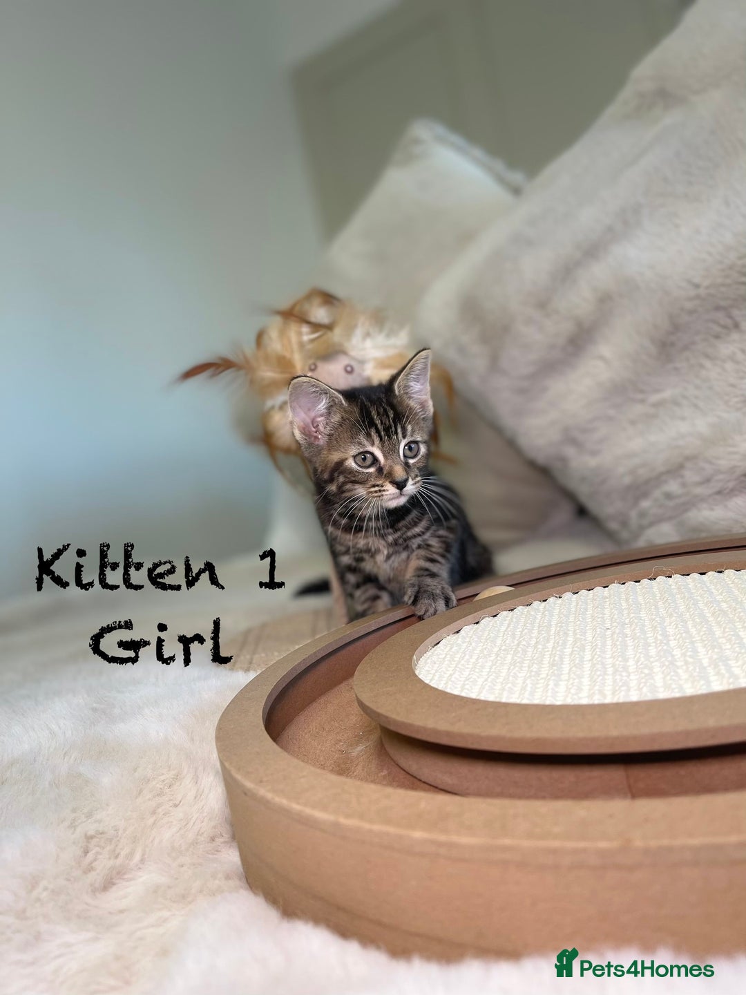 Mixed Breed cats for sale: Stunning kittens 8 weeks old ready now  - Advert 3