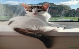 Mixed Breed cats for sale: 11 weeks old mixed breed brother and sister  - Image 1