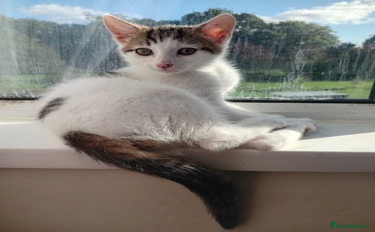 Mixed Breed cats - Advert 15