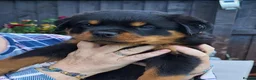 Rottweiler dogs for sale: Kc Show Quality male puppy - Advert 3