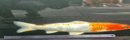 Koi Carp fish for sale: Koi /Orf /Tench- 11 in total in Wellingborough - Advert 11