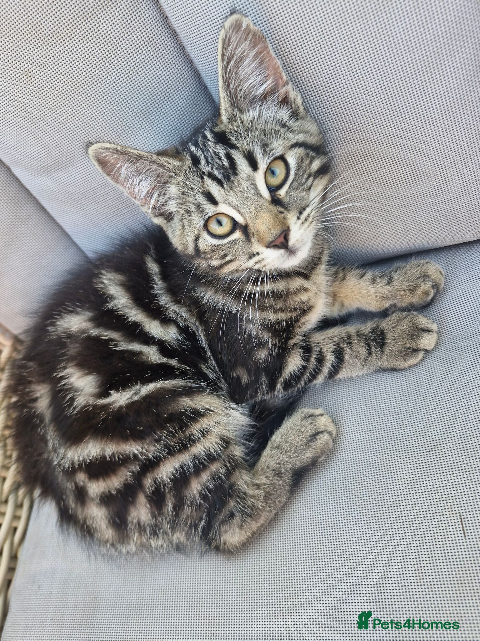 Mixed Breed cats Beautiful male kitten 8 weeks old - Advert 14