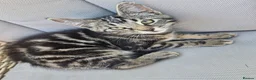 Mixed Breed cats for sale: Beautiful male kitten 8 weeks old - Advert 1