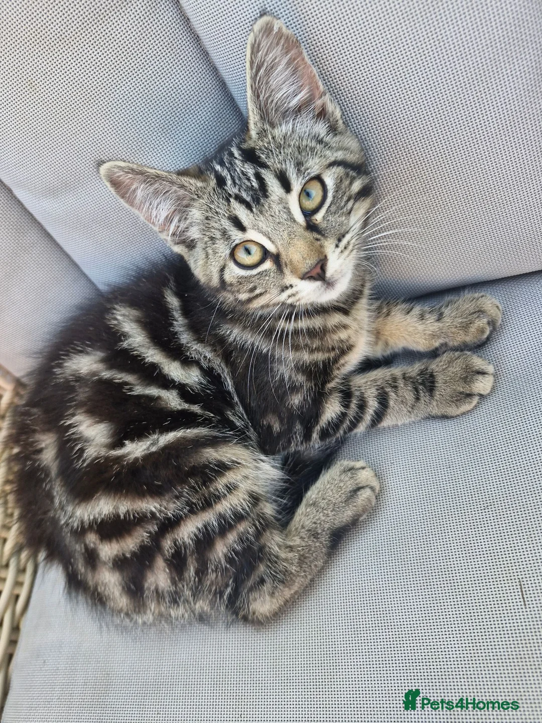 Mixed Breed cats for sale: Beautiful male kitten 8 weeks old - Advert 1