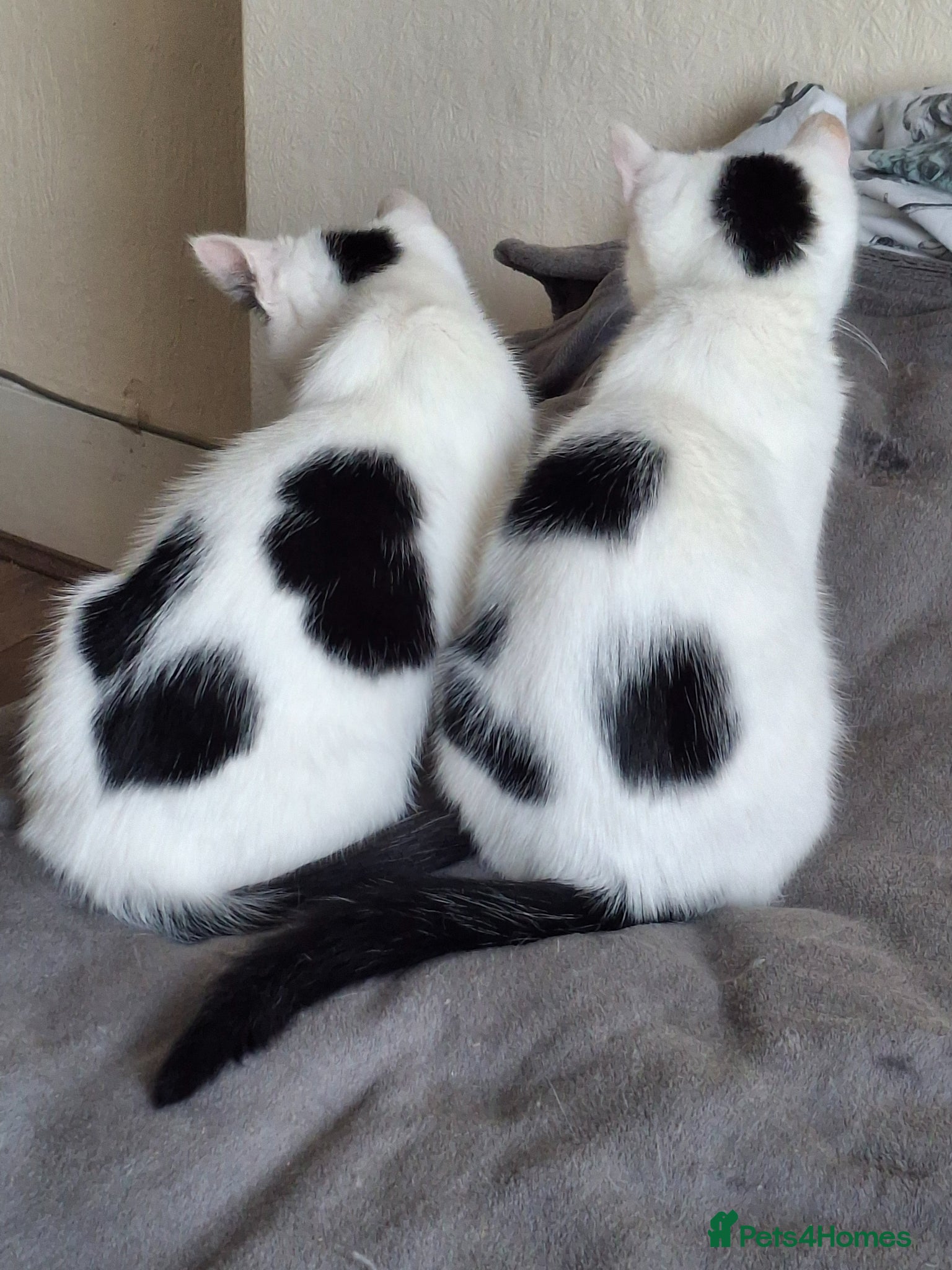 Mixed Breed cats Tina & Nina fully vaccinated kittens - Advert 7