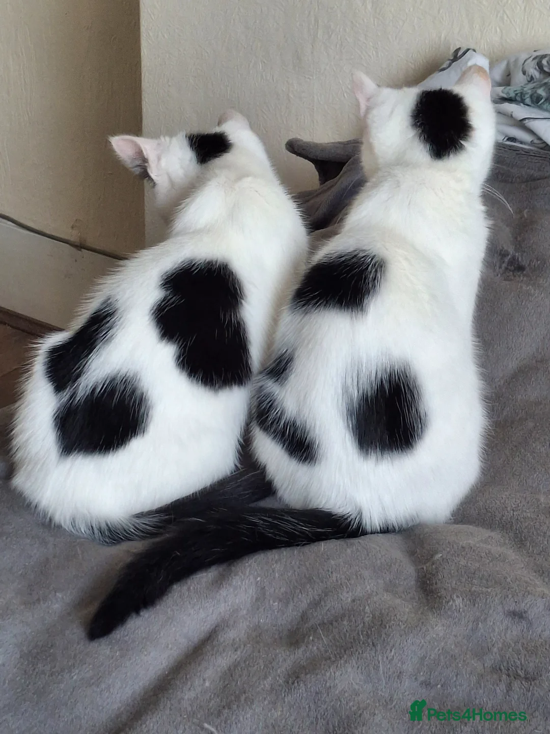 Mixed Breed cats for sale: Tina & Nina fully vaccinated kittens - Advert 1