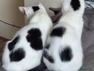 Mixed Breed cats Tina & Nina fully vaccinated kittens - Advert 14