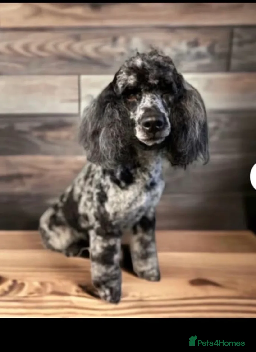 Cockapoo dogs for sale: F1 Cockapoos  - Advert 20