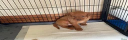 Labrador Retriever dogs for sale: Stunning KC Registered Fox Red Labrador Puppies - Advert 5