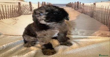 Mixed Breed dogs - Advert 8