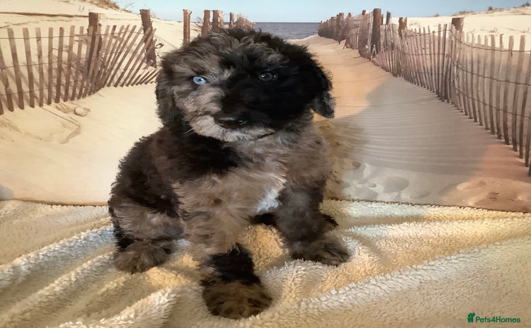 Mixed Breed dogs - Advert 1