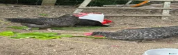 Chickens poultry for sale: Marbar cockerels  in Ammanford - Advert 2