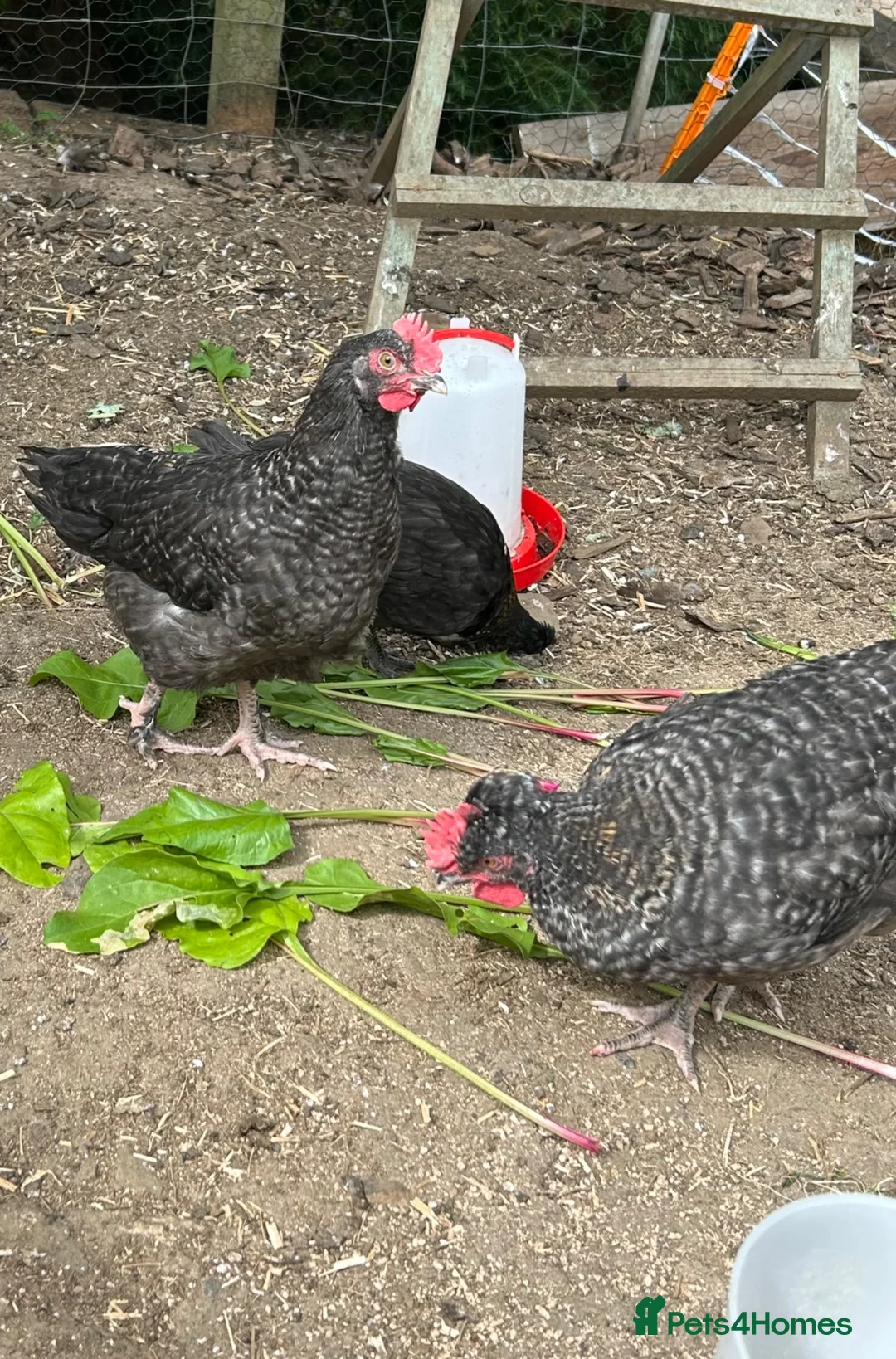 Chickens poultry for sale: Marbar cockerels  in Ammanford - Advert 2