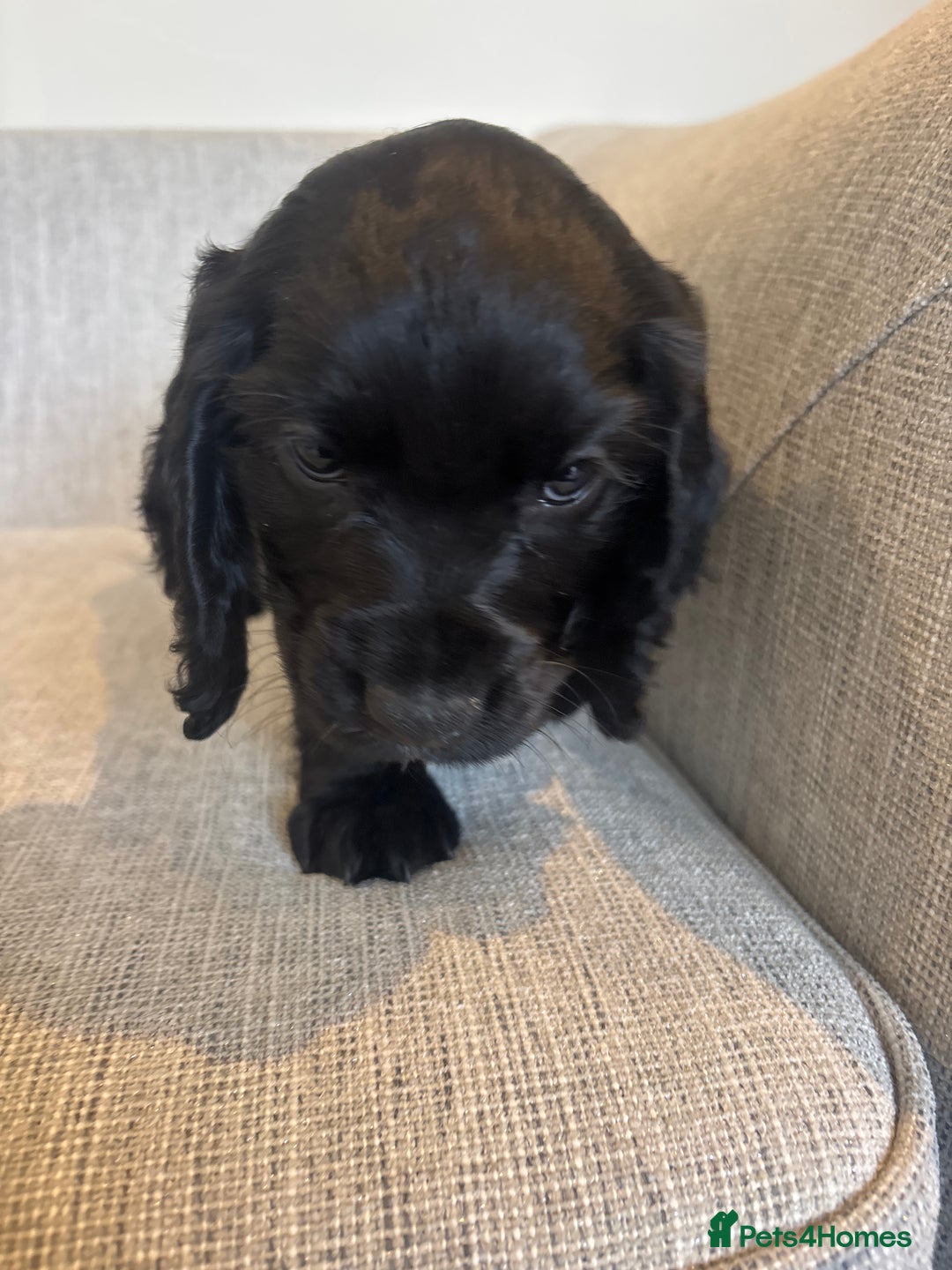 Cocker Spaniel dogs for sale: Working cocker spaniels for sale  - Image 5