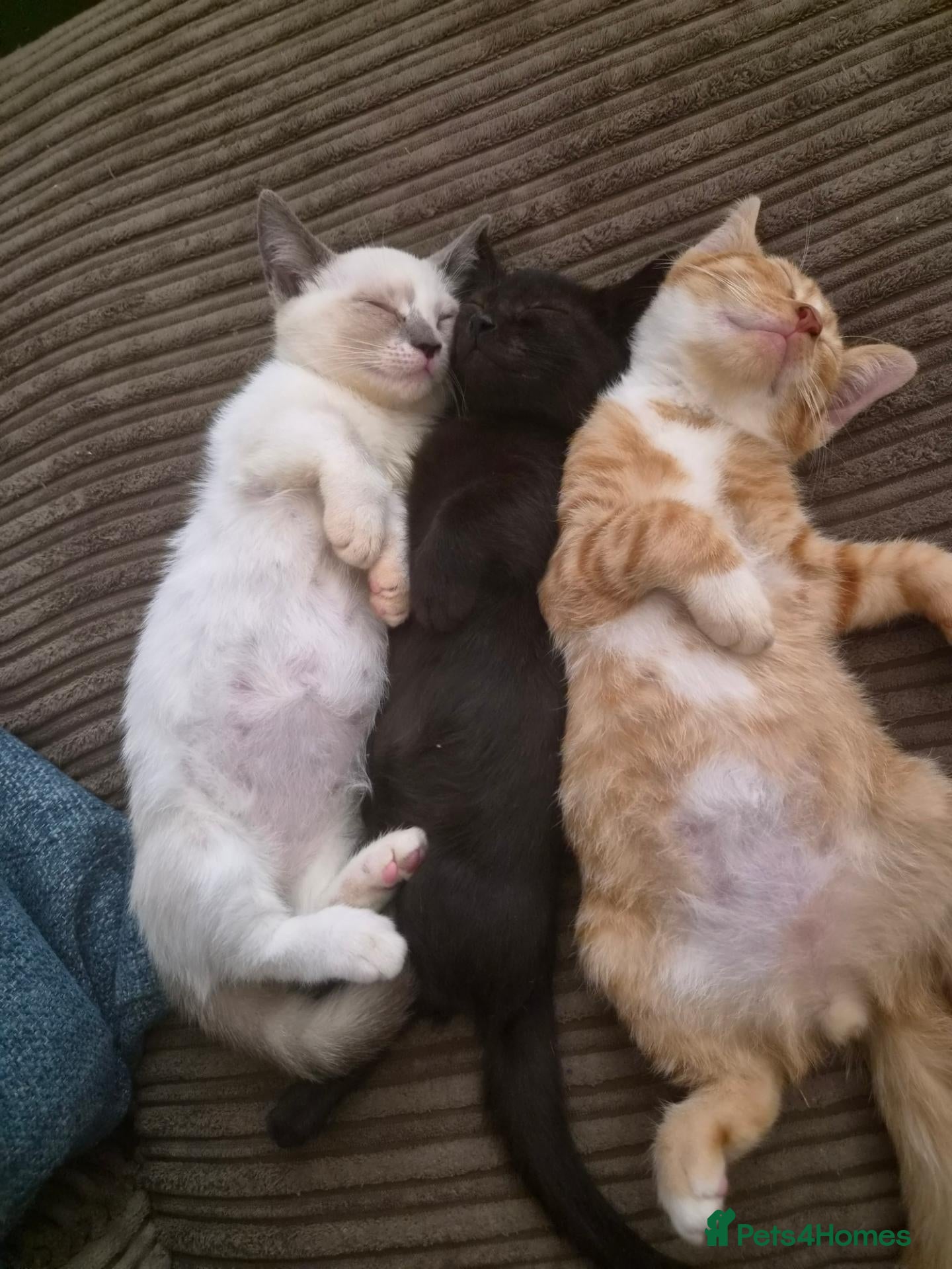 Mixed Breed cats Half pedigree bambino sphynx half bombay black ! - Advert 2