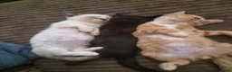 Mixed Breed cats for sale: Half pedigree bambino sphynx half bombay black ! in Tring - Advert 2