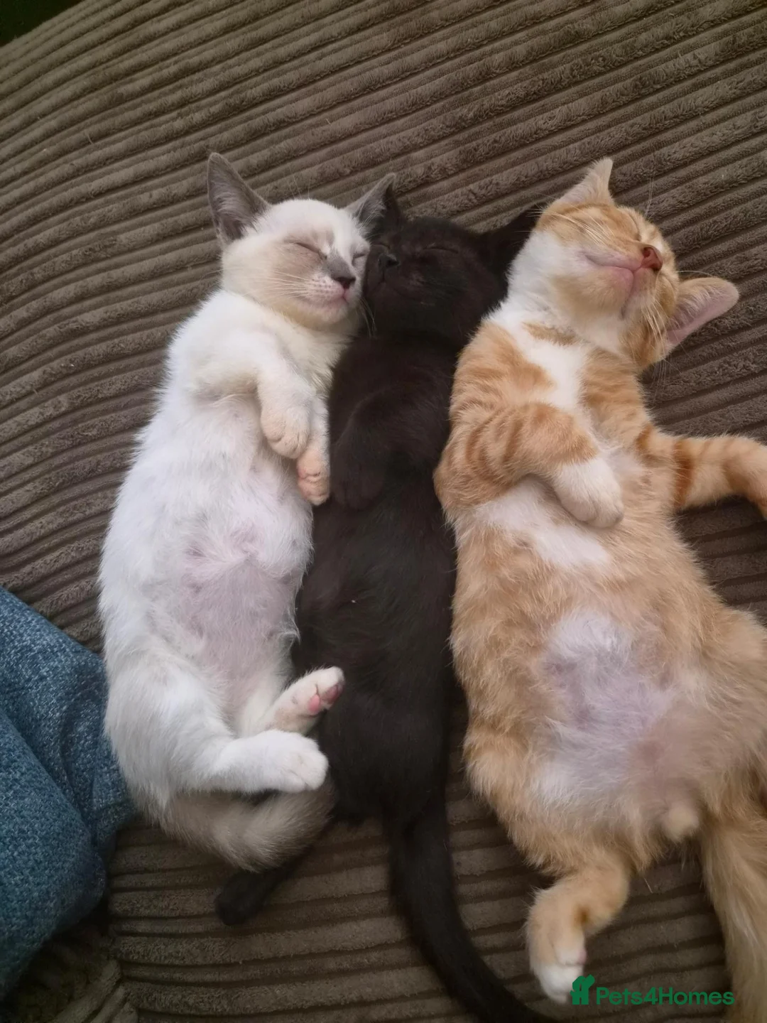 Mixed Breed cats for sale: Half pedigree bambino sphynx half bombay black ! in Tring - Advert 2