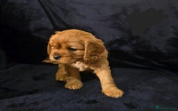 Cavalier King Charles Spaniel dogs for sale: Ruby cavalier king charles puppies  - Image 9