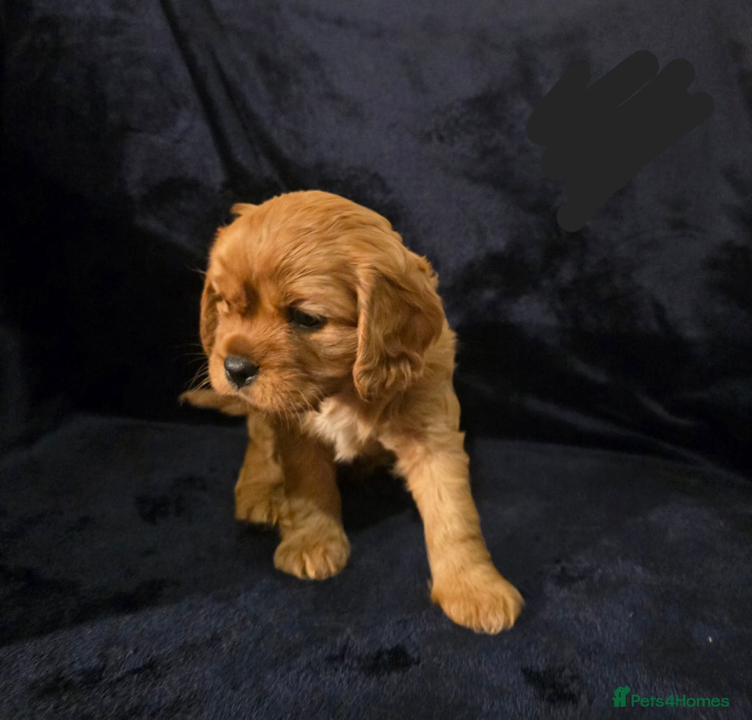 Cavalier King Charles Spaniel dogs for sale: Ruby cavalier king charles puppies  - Image 9