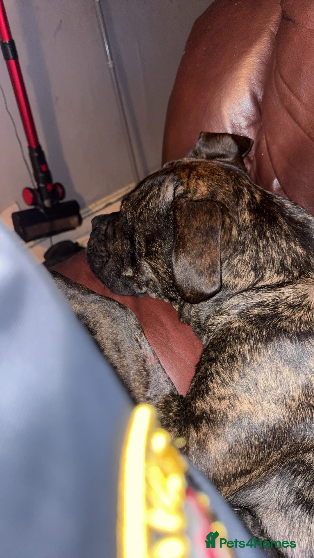 Mixed Breed dogs for sale: Cane corso cross bullmastiff  - Advert 1