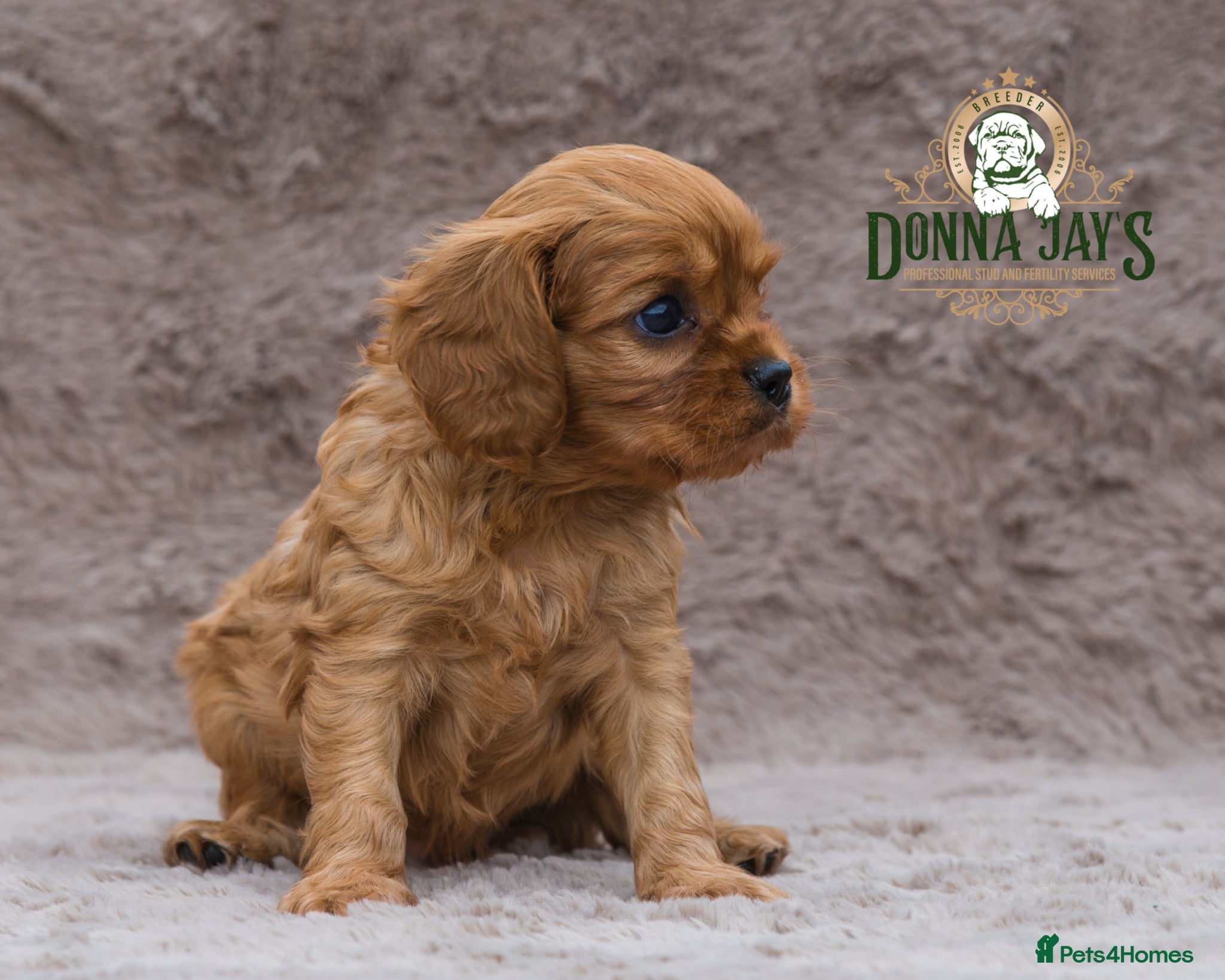 Cavalier King Charles Spaniel dogs Donna Jays Petite Cavaliers 🌟🌟🌟🌟🌟 - Advert 2