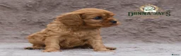 Cavalier King Charles Spaniel dogs for sale: Donna Jays Petite Cavaliers 🌟🌟🌟🌟🌟 - Advert 4