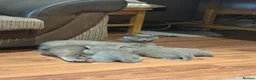 British Shorthair cats for sale: British Shorthair kittens  - Advert 4