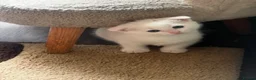 Scottish Fold cats for sale: Beautiful white Scottish fold kittens  - Advert 2