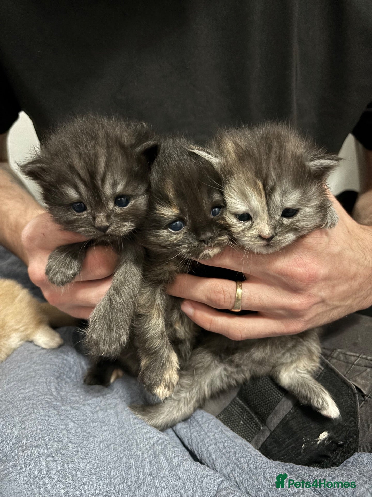 Persian cats for sale: Persian Kittens – 1 Male & 4 Females - Advert 1