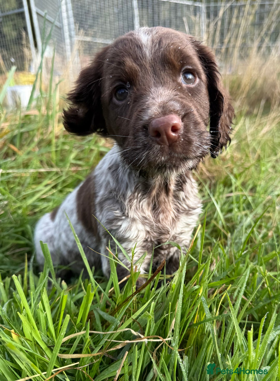 Cocker Spaniel dogs for sale: Extensively Health Tested KC Registered Girl - Image 9