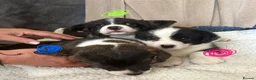 Welsh Corgi Cardigan dogs for sale: Three stunning puppies of Welsh Corgi Cardigan - Advert 1