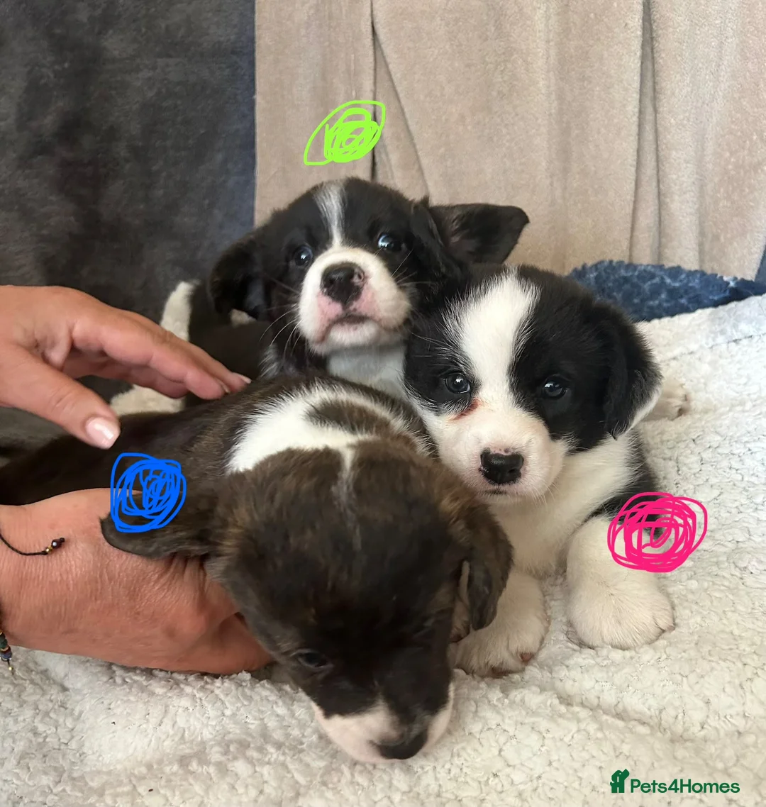 Welsh Corgi Cardigan dogs for sale: Three stunning puppies of Welsh Corgi Cardigan - Advert 1