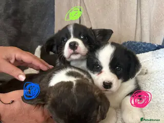 Welsh Corgi Cardigan dogs Three stunning puppies of Welsh Corgi Cardigan - Advert 8