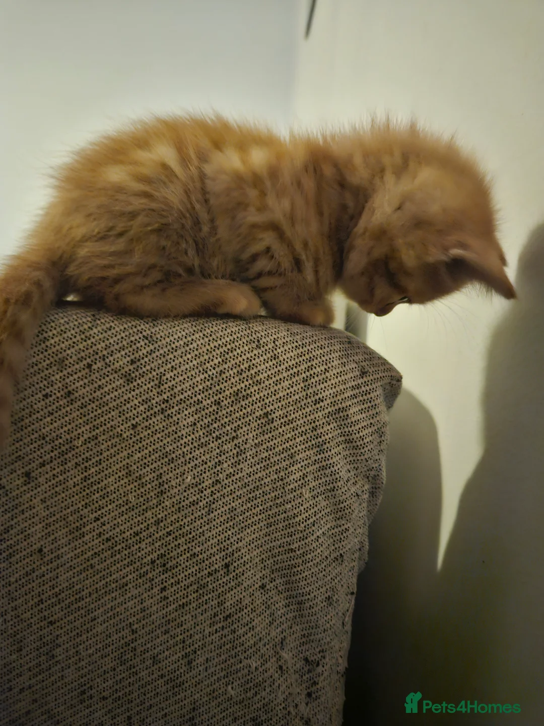 Mixed Breed cats for sale: Affectionate kittens - Advert 7