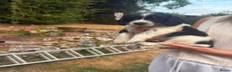 English Springer Spaniel dogs for sale: ENGLISH SPRINGER SPANIEL PUPPIES - Advert 10