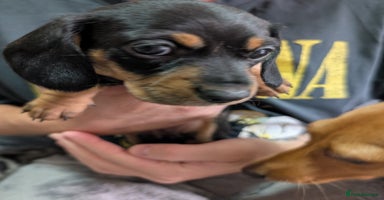 Dachshund dogs - Advert 2