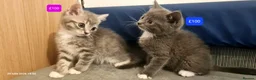 Mixed Breed cats for sale: Beautiful Mix Breed Kittens - Advert 14