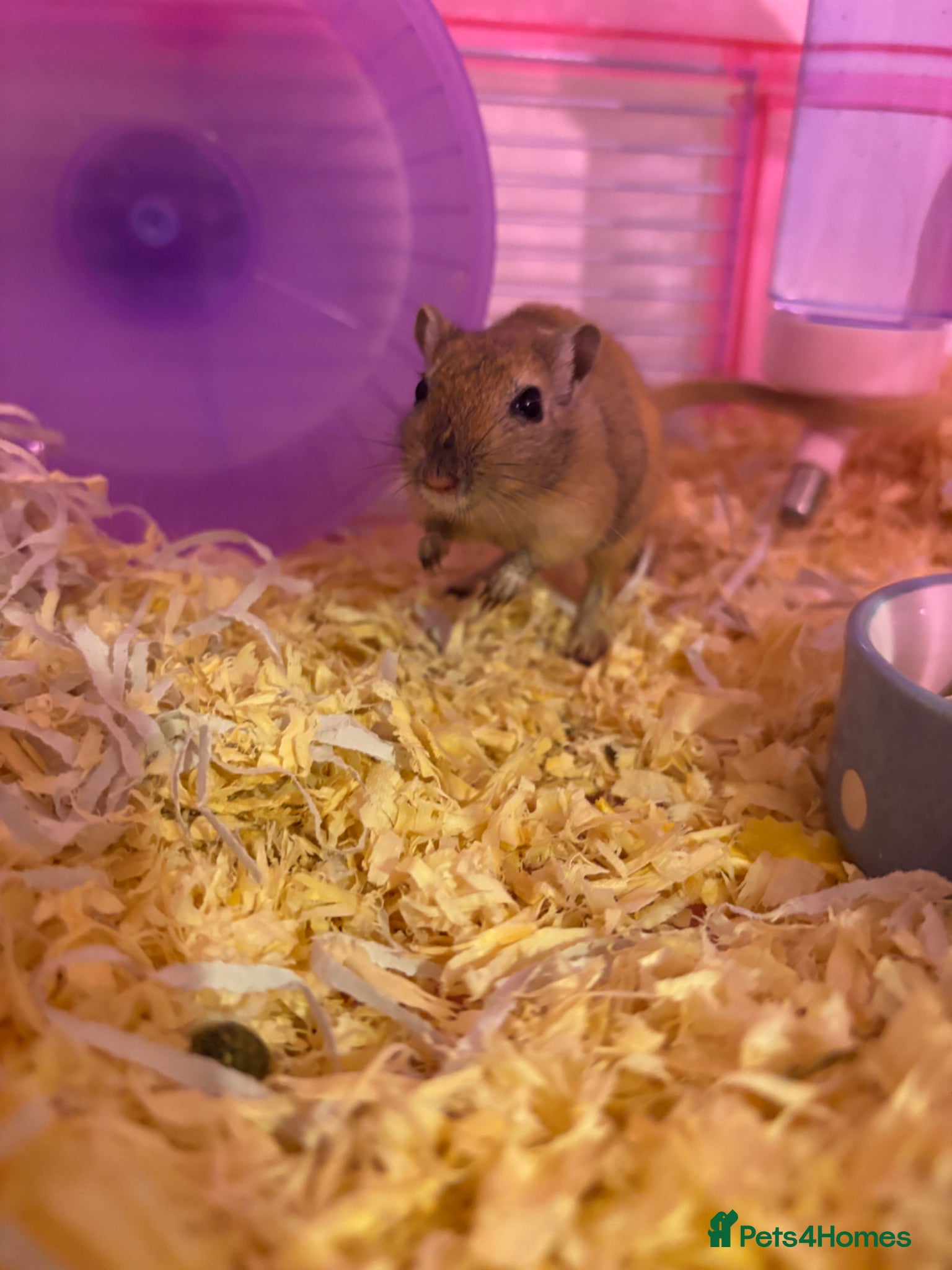 Gerbil rodents Two Female Gerbils for sale - Advert 1